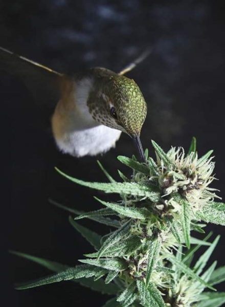 A foto mais linda do mensageiro da cura